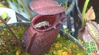 Nepenthes rajah eat huge fly 食虫植物 ウツボカズラ捕虫動画 【食虫植物TV】 [upl. by Mosora]