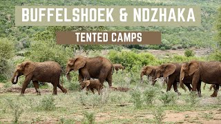 Buffelshoek amp Ndzhaka Tented Camps  Manyeleti Game Reserve official video [upl. by Eronel]