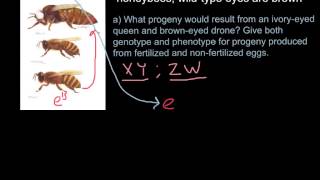 Haplodyploidy in honeybees [upl. by Down724]