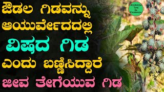 Castor oil Benefits use and side effects in Kannada  Haralenne Uses in Kannada  ಔಡಲ ಗಿಡ [upl. by Grosvenor]