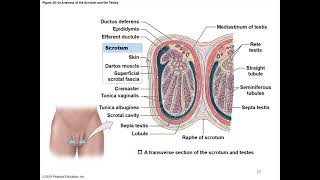 Chapter 28 Male Reproductive System Part 1 [upl. by Releehw]