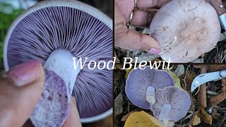 Purple Mushroom Wood Blewit  Cooking for Dinner Yummy 😋 [upl. by Hajar]