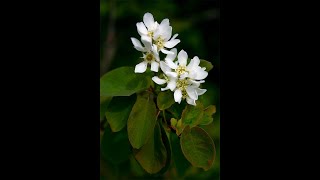 Amelanchier alnifolia [upl. by Inahpets]