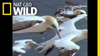 Deadly Gannets  Built for the Kill [upl. by Adnawot]