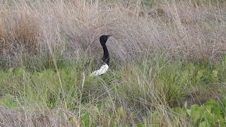 Bengal Florican [upl. by Oecile]