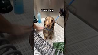 The cutest dapple dachshund spa day🫧 dachshund dappledachshund wienerdog [upl. by Body607]