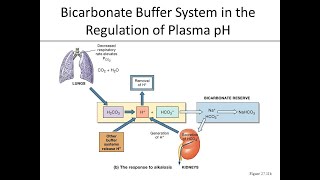 Mechanism of action of Carbonic acid Bicarbonate ion buffer system [upl. by Selij232]