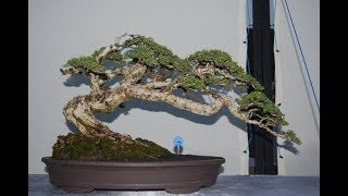 Mame Bonsai Cudrania Cochinchinensis 1 [upl. by Htiduj]