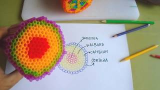 Estructura del tallo Duramen albura cambium y corteza [upl. by Saimerej]