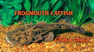 FROGMOUTH CATFISH Chaca chaca [upl. by Anala102]