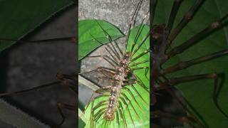 Scutigera coleoptrata is a species of centipede p3 fun shorts [upl. by Nannette]