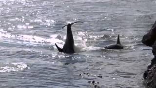 2015 Aug 9 About 50 Orca killer whales in Active Pass Galiano Island British Columbia Canada [upl. by Atiekal274]