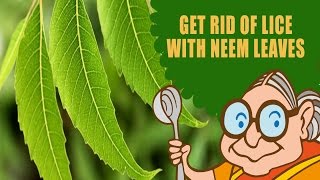 Lice amp Nits  Ayurvedic Natural Home Remedies to Get Rid of Lice amp Nits With Neem Leaves  Hair Care [upl. by Aikaj]