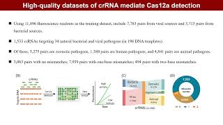 iMeta  Deep learning enhancing guide RNA design for CRISPRCas12abased diagnostics [upl. by Humfried905]