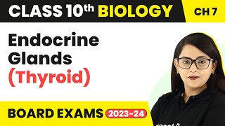 Endocrine Glands Thyroid  Control and Coordination  Class 10 Biology [upl. by Deeas]