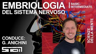 Embriologia del Sistema Nervoso  Basic  Intermediate [upl. by Heffron]