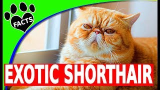 Exotic Shorthair Cats 101  10 Fun Facts [upl. by Zobe]