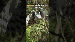 Perfect Shot Harpy Eagle 🦅 Masterfully Hunting A Monkey in the Amazon Rainforest 🔊 With Sound [upl. by Notsua]