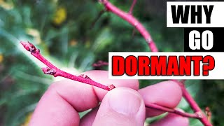 Why Do Plants Go Dormant  Garden Quickie Episode 182 [upl. by Ardeth]