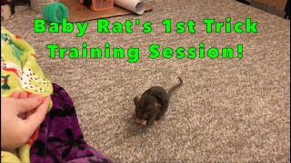 Baby Rats First Trick Training Session [upl. by Nylsirhc]