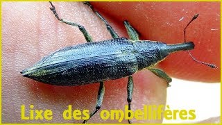 Lixus iridis  Olivier 1807  Curculionidae  Charançon lixe des ombellifères  062019 [upl. by Thesda]