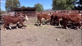 Elders Myrtleford Blue Ribbon Weaner Sale  Leonard Ryan  16 Hereford Heifers Weaners Avg 380kg [upl. by Salina]