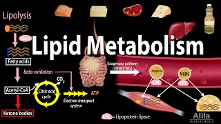 Lipid Fat Metabolism Overview Animation [upl. by Ettevy]