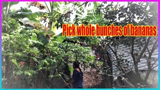 Vlog Daily  Pick whole bunches of bananas [upl. by Eeldivad528]