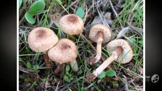 Lepiota helveola  fungi kingdom [upl. by Baerl]