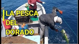 La pesca del Dorado en alta mar [upl. by Annairda]