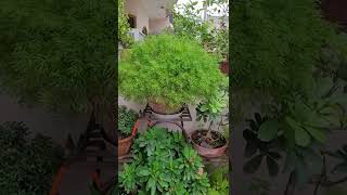 Asparagusplant evergreenplant houseplant trending viral reels shorts shampysgarden fern [upl. by Rednal]