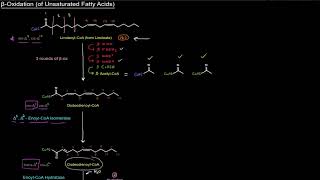 Fatty Acid Breakdown Beta β Oxidation of Unsaturated Fatty Acids free sample [upl. by Annahsad]