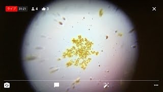 Ask an Explorer Foldscope YouTube Live  001 [upl. by Eatnoed]