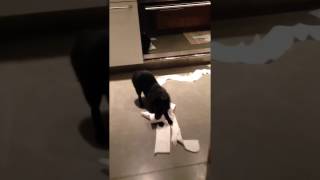 Funny Schipperke dog destroys toilet paper [upl. by Enedan]