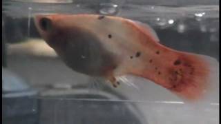 Platy Fish giving birth UP CLOSE 14 births caught on camera [upl. by Otreblide]