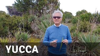 Yucca la pianta di prevenzione del melanoma e non solo [upl. by Tra]