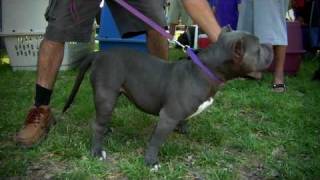 AMERICAN BULLY BLOOD  MIKELAND SHOWING OFF [upl. by Ellehsat]