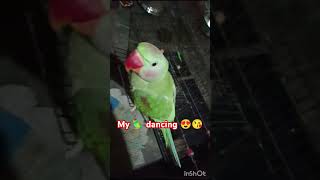 My 🦜 dancing 😍😘 parroting parrottalking cutebird plz subscribe my channel funny 🤣 plz subscribe [upl. by Naltiac882]