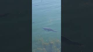 Fish spotted at Cobourg Beach cobourg viral [upl. by Oremor126]