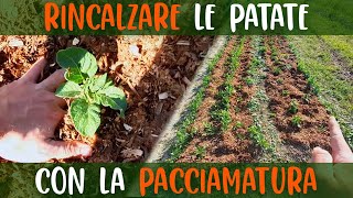 RINCALZARE LE PATATE CON LA PACCIAMATURA ORGANICA diserbo e concimazione naturale in un colpo solo [upl. by Celestine]