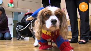 Dogs Dress Up for Barnardos and RTÉ 2fm [upl. by Soma961]