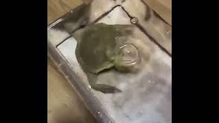 Screaming frog in water [upl. by Gadmann]