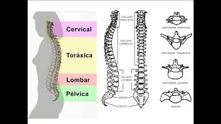 OSSOS DO TRONCO PARTE 1  REGIÕES DA COLUNA E CARACTERÍSTICAS GERAIS DAS VPERTEBRAS [upl. by Hadwyn]