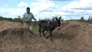 Miniature donkey training [upl. by Eerased]