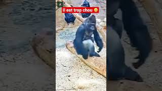 Ça fait quoi de mettre un doigt dans le c d’un gorille￼ shorts gorilla animals [upl. by Amii992]