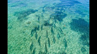 Flyfishing For Tarpon  Florida Keys  Saltwater Experience [upl. by Stacie933]