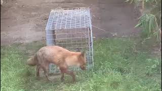 How to trap foxes by Service Pest Control [upl. by Neelav]