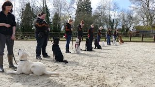 Behind the scenes residential dog training  see how we train Adolescent Dogs [upl. by Ahsitil266]