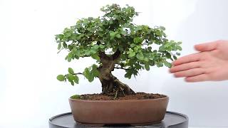 Vídeo 360º Bonsai Ciruelo dulce Chino Sageretia theezans SGT04 [upl. by Dicky637]