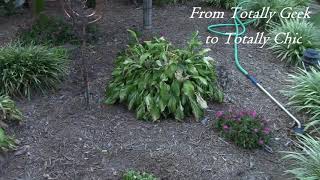 How to cut back Hostas in Preparation for new growth  Hosta Summer Care [upl. by Oberg]